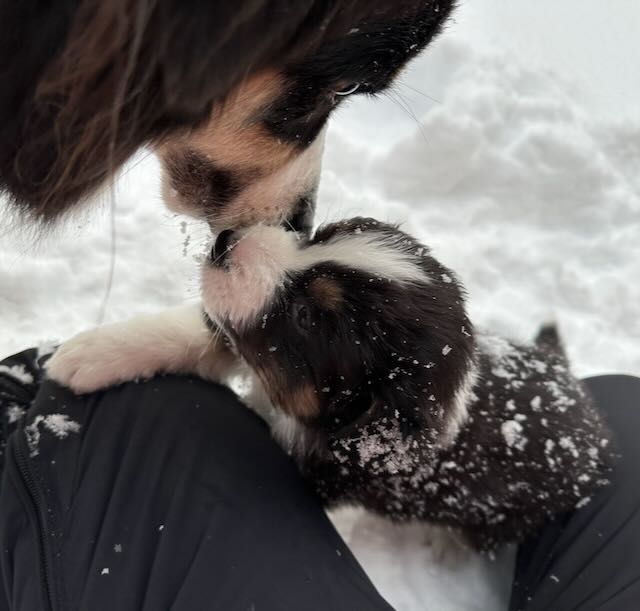 Mamma Smulan pussar valpen Mullbär.