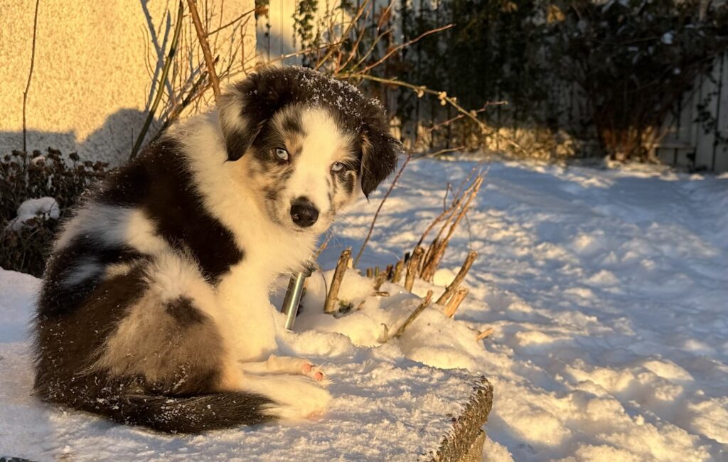 Blåbär på trappan