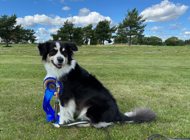 Glad svart-vit hund med blå rosett från utställningen.