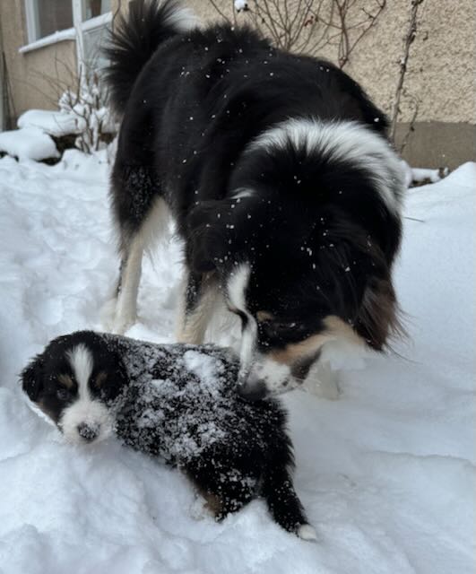 Valpen Mullbär och mamma Smulan upptäcker snön.